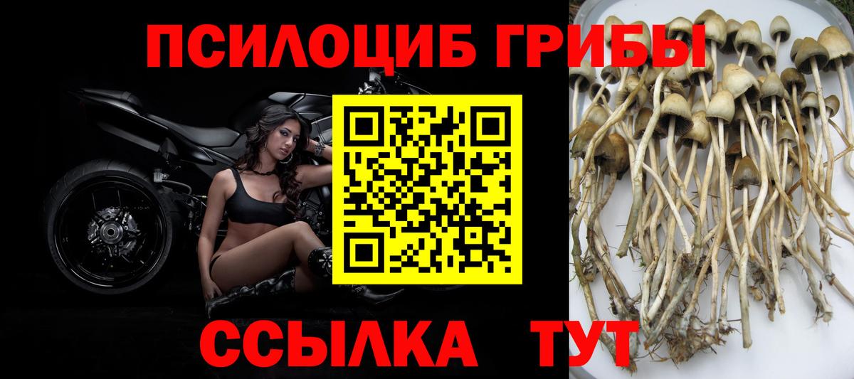 Галлюциногенные грибы Psilocybine cubensis Ессентуки